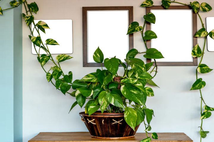 money plant