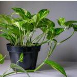 money plant