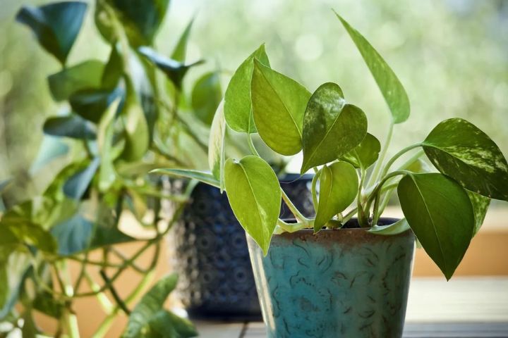 money plant