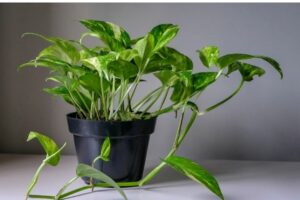 money plant