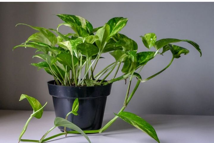 money plant